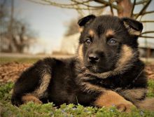 Home trained German shephert puppies available.