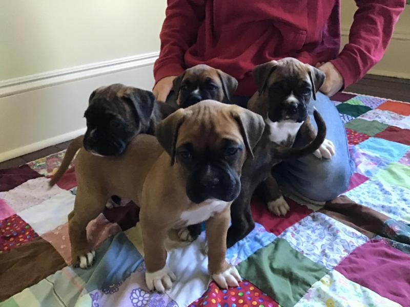 boxer puppies Image eClassifieds4u