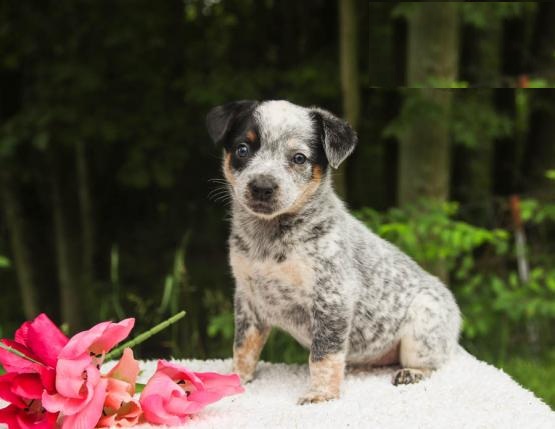 CKC Reg'd Blue Heeler Puppies- 2 LEFT Image eClassifieds4u