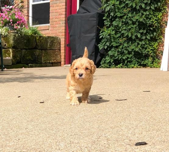 CKC Reg'd Cavapoo Puppies- 2 LEFT Image eClassifieds4u