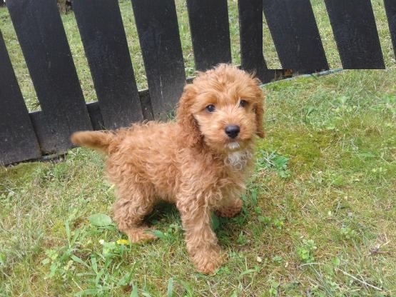 CKC Reg'd Spaniel X Poodle (C.o.c.k.a.p.o.o) Puppies- 2 LEFT Image eClassifieds4u
