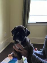 boxer puppies Image eClassifieds4u 4