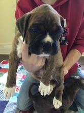 boxer puppies Image eClassifieds4u 2