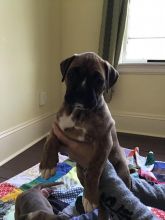 boxer puppies Image eClassifieds4u 3