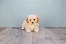 Adorable Cavalier King Charles Spaniel puppies
