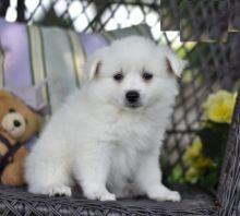 ❤️❤️❤️ CKC REGISTERED AMERICAN ESKIMO PUPS❤️❤️❤️