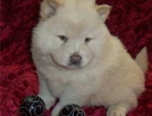 Affectionate Chow Chow Puppies