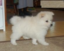 American Eskimo pups!!! Meet them Now !