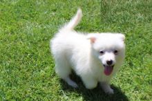 Beautiful American Eskimo puppies ready to go!!!!