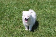 CKC Reg'd American Eskimo Puppies- 2 LEFT