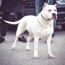 dogoargentino puppies