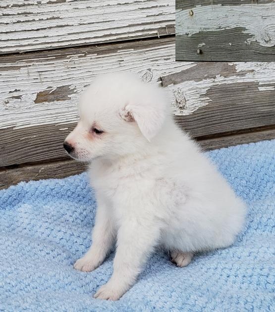 Beautiful American Eskimo puppies ready to be rehomed Image eClassifieds4u