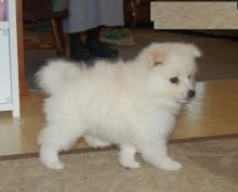 American Eskimo pups!!! Meet them Now ! Image eClassifieds4U
