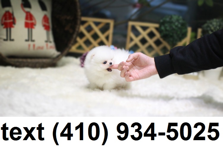 Super Cute smallest tiny t-cup pomeranian for sale. Image eClassifieds4u