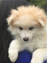 Cute Male and Female Pomsky puppies