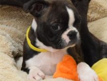 Gorgeous Boston terrier puppies.