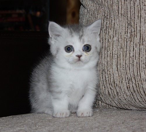 Beautiful Munchkin kittens. Image eClassifieds4u