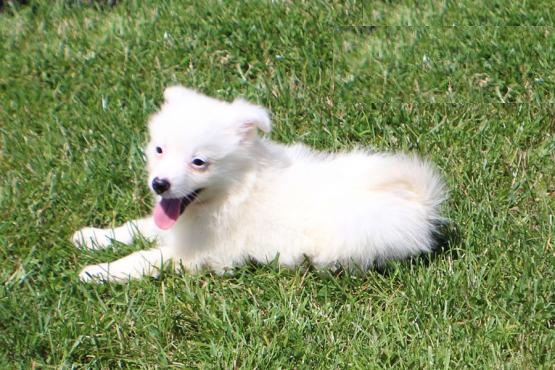 ***Gorgeous RARE American Eskimo Puppies*** Image eClassifieds4u