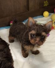 ***YORKIE PUPPIES-READY FOR NEW HOMES***