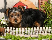 12 weeks old Yorkie Pups *Trained*