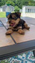 Beautiful puppies Yorkie ready to go!!!!