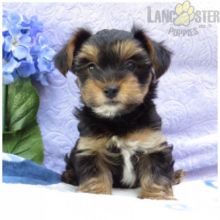 CKC Reg'd Yorkie Puppies- 2 LEFT