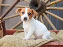 Exceptional Working Line Jack Russell Terrier Puppies Available