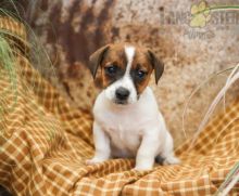 Only 2 available! Jack Russell Terrier pups! **Vaccinated** ️