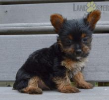 Only 2 available! Yorkie pups! **Vaccinated** ️