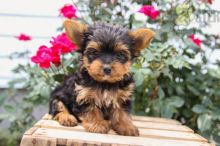 Yorkie pups!!! Meet them Now !