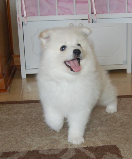 12 weeks old American Eskimo Pups *Trained* Image eClassifieds4u