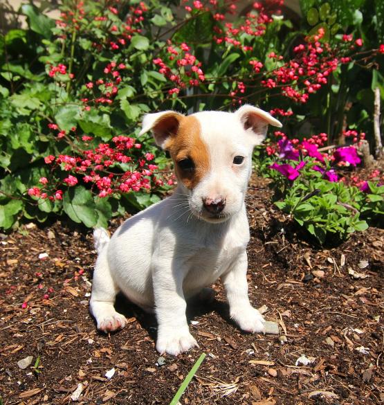 12 weeks old Jack Russell Terrier Pups *Trained* Image eClassifieds4u