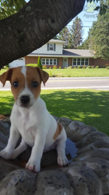 Beautiful Jack Russell Terrier puppies ready to go!!!! Image eClassifieds4u