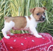❤️❤️ Jack Russell Terrier Puppies ❤️❤️ Girl & Boy ❤️ ❤️