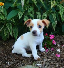 Exceptional Working Line Jack Russell Terrier Puppies Available