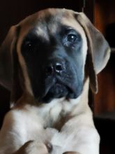 CKC English Mastiffs Image eClassifieds4u 3