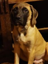CKC English Mastiffs Image eClassifieds4u 2