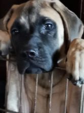 CKC English Mastiffs Image eClassifieds4u 1