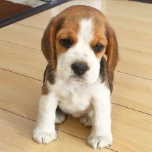 I have two Beagle puppies male and female left.