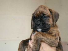 Adorable outstanding Boxer puppies