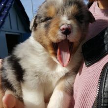 Australian shepherd puppies