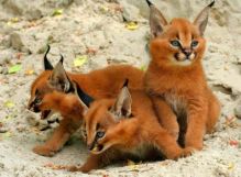 Caracal kittens available for adoption