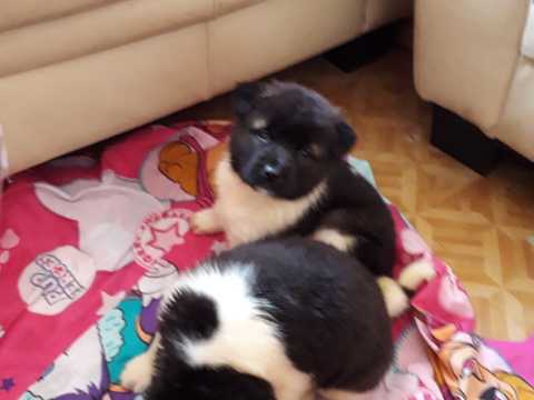 Beautiful American Akitas Image eClassifieds4u