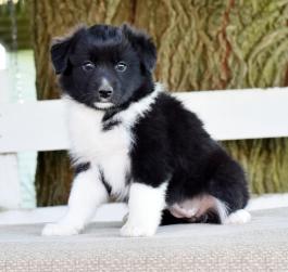 Charming Australian Shepherd puppies Image eClassifieds4u