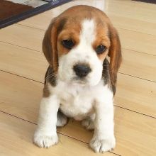 I have two Beagle puppies male and female left. Image eClassifieds4U