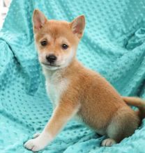 C.K.C MALE AND FEMALE SHIBA INU PUPPIES AVAILABLE