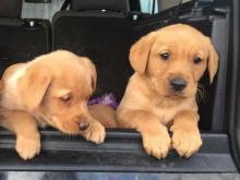 Labrador Retriever Puppies For Adoption