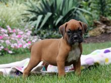 Adorable Boxer Puppies