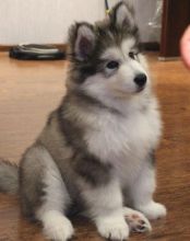 Alaskan Malamute puppies awaiting new homes