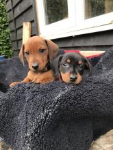 Beautiful Dachshund Puppies 12 weeks old call (925) 471-5289